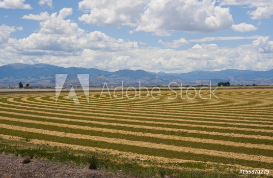 Picture of Cut Hay Field Patterns